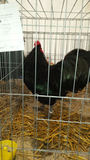 20151122_103509 - COCOS AUSTRALORP NEGRU CAMPION LA EXPO CLUJ 2015