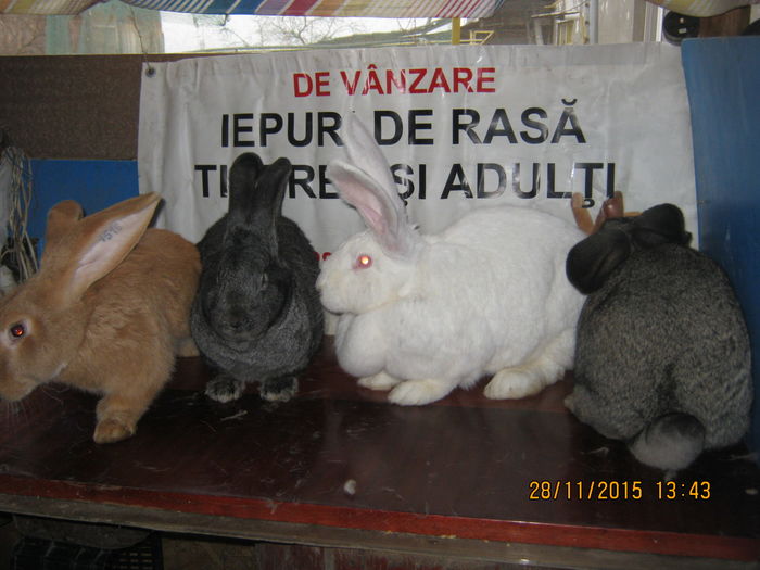 43=FEM ;UR GERMAN 4 CULORI ';