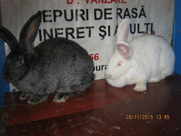 47=FEM ;UR GERM ALB SI GRI FIER; - 0 acum prezentarea micii mele crescatori