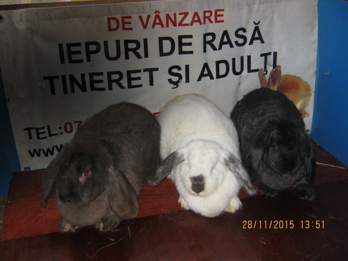 55=3 CULORI BERBEC GERMAN;FEMELE ;