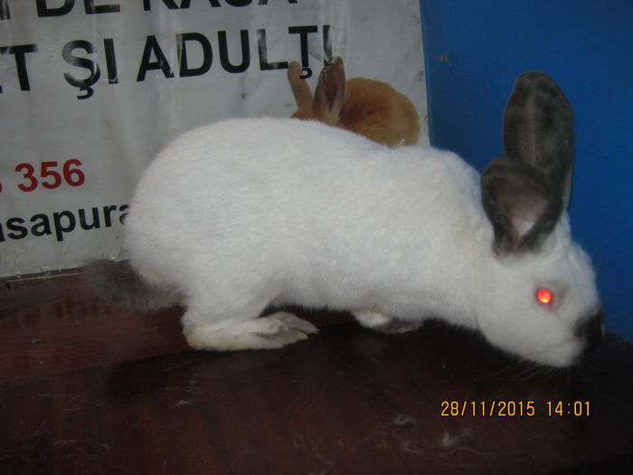 66=URIAS DE TRANSILVANIA;FEMELA ;