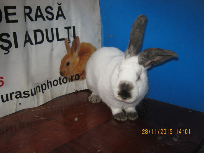 67=UR DE TRANSILVANIA ;MASC ;NR 1 ;