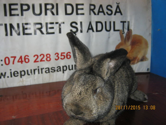14 ==MASCUL VIENEZ GRI;; ACEASTA RASA ;VIEN GRI CRESC F REPEDE ;AJUNG PINA LA 5 ,5 ,,,,6 KG
