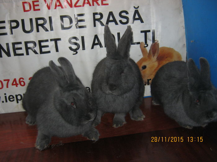 20=FEM -1 ;2 ;3 ;VIENEZ ALBASTRU;