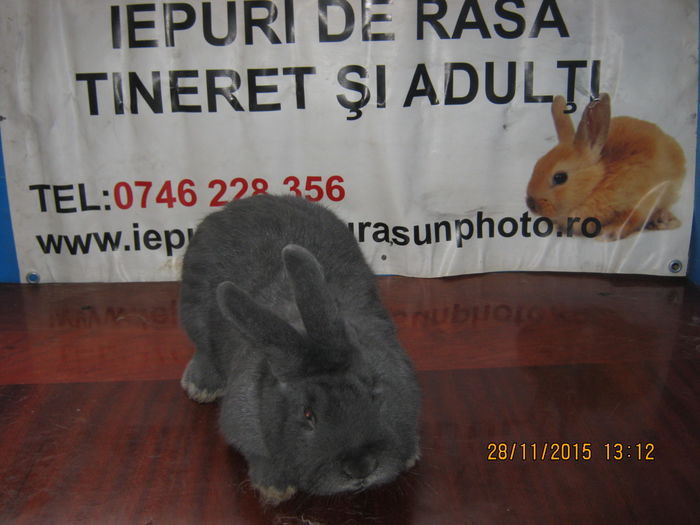 17=MASCULUL NR 1 ;VIENEZ ALBASTRU;