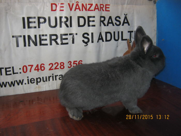18MASC ;NR 2 ;ALBASTRU VIENEZ ;