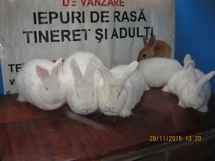 24=FEM =SI PUI ;NEOZEELANDEZ ;