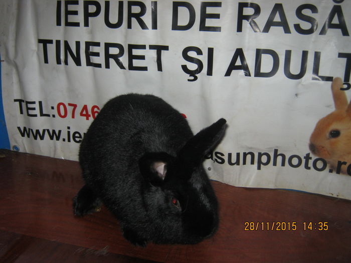 112;=VIENEZ NEGRU ;FEMELA ;