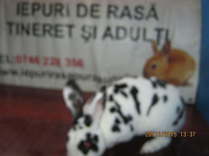 35REX DALMITIAN ;MASCUL ;