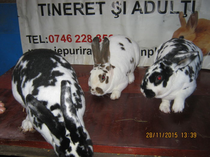 37==DALMATIAN ;FEMELE;