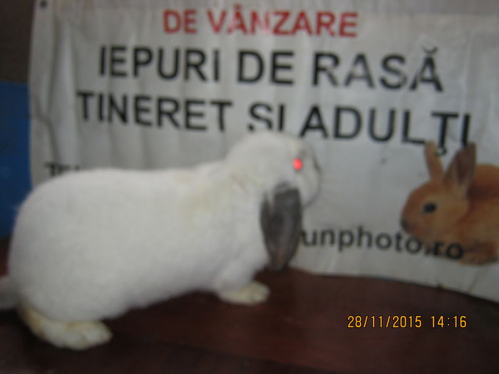 82=MASCUL ;BERBEC HIMALAIA ;