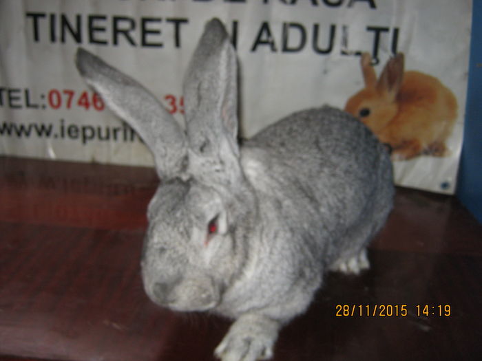 087=MASCUL ;CHINCHILA ;