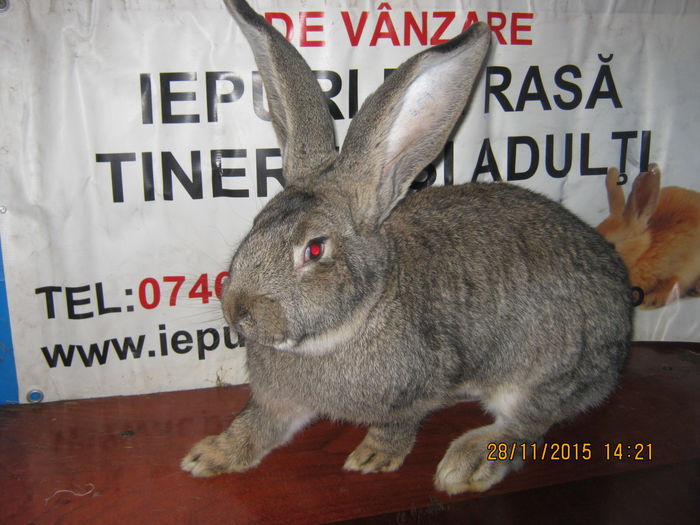 090=MASCUL ;UR GERMAN GRI;