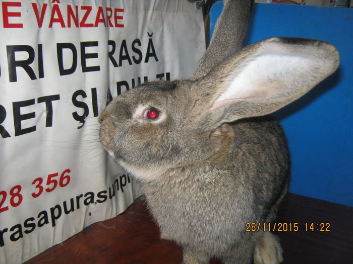 092=MASCUL NR ;1 ;ACHIZITIONAT ;; ACIZITIONAT DE LA  D-NL IONUT BANESCU ;MEMBRU ASC PLESUVA ;COMARNIC ;
