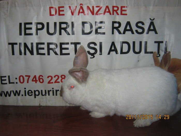 100=MASC UR DE TRANS PE HAVANA ;