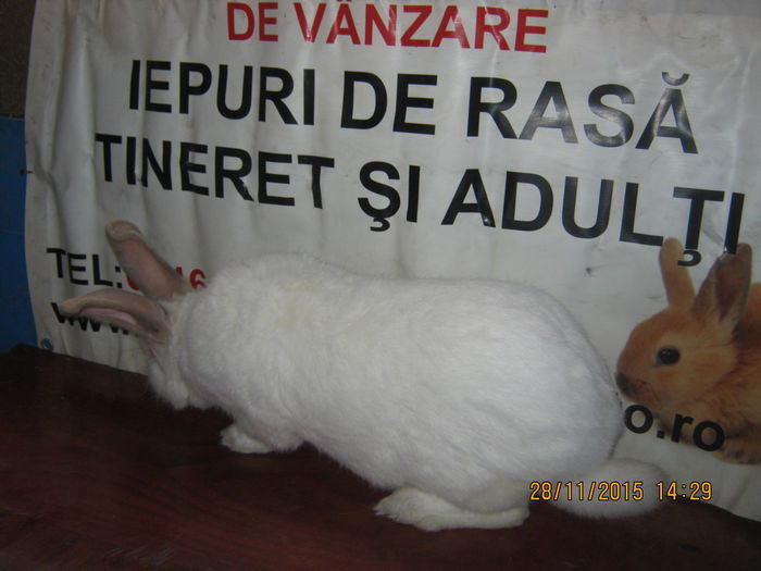 0101=DE VANZARE ;150 RONI ;