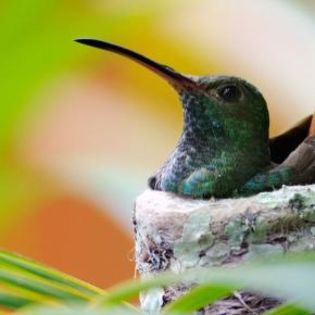 669461_1a014cb6f52213a2e225c4774cc88cb4_mdsq - BIRDS