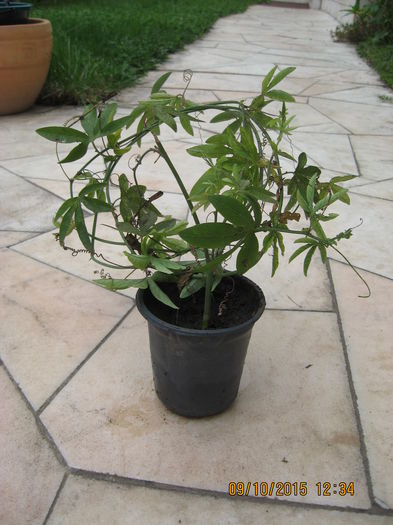 Picture 4729 - Passiflora caerulea