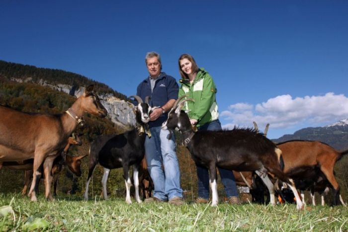 Alpine franceze si britanice - RASE DE OI SI CAPRE-POZE DEOSEBITE 9