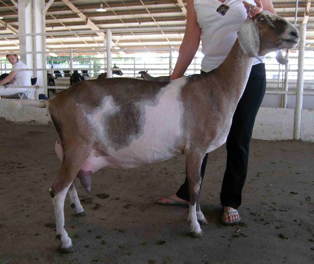 Capra buna de lapte - RASE DE OI SI CAPRE-POZE DEOSEBITE 9