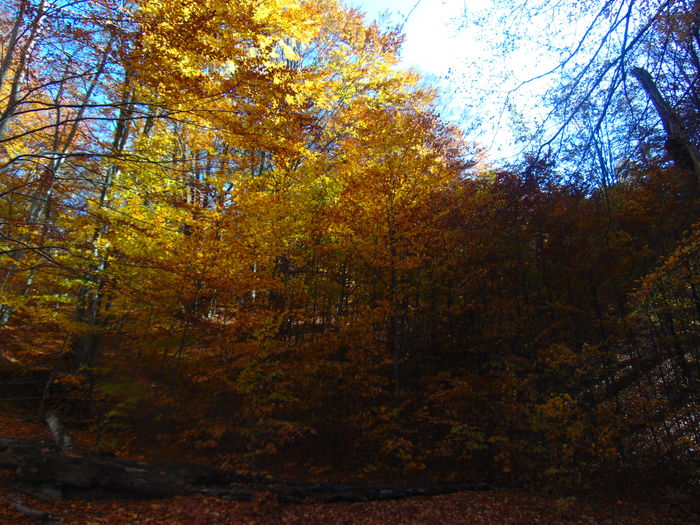 DSC01695 - Toamna 2015