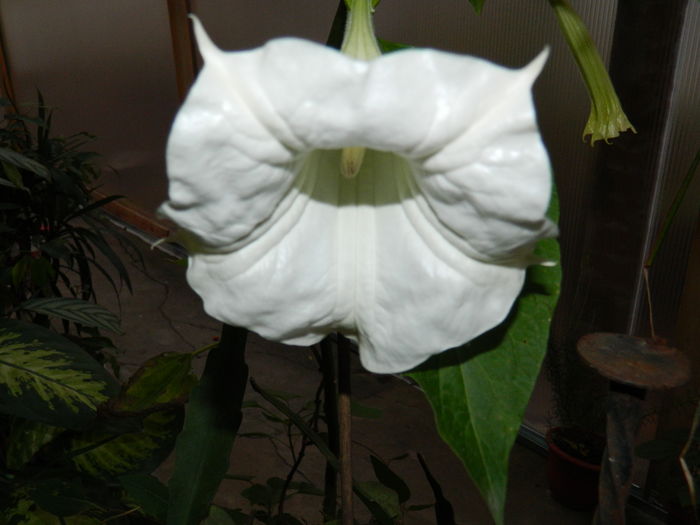 DSCN4739