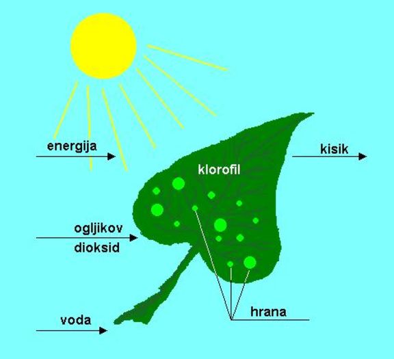 fotosinteza (1) - Fotosinteza biologica