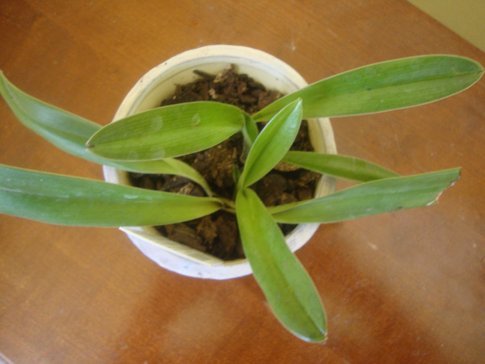 PAPHIOPEDILUM - ORHIDEI