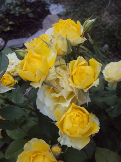 DSC04396