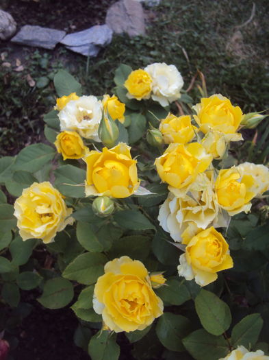 DSC04397