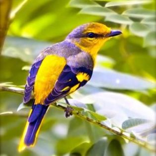 669465_85c8021f299fa090443e5f84b676c3f8_mdsq - BIRDS
