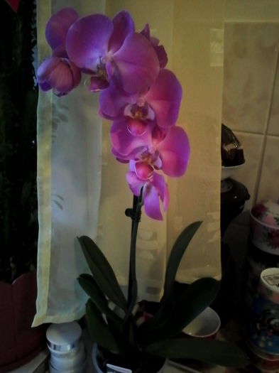 IMG_20151128_161623 - orhidee primita de Sf Andrei