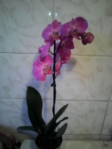 IMG_20151128_161651 - orhidee primita de Sf Andrei