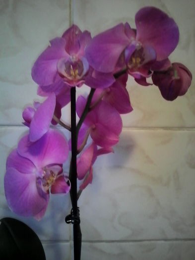 IMG_20151128_161658 - orhidee primita de Sf Andrei