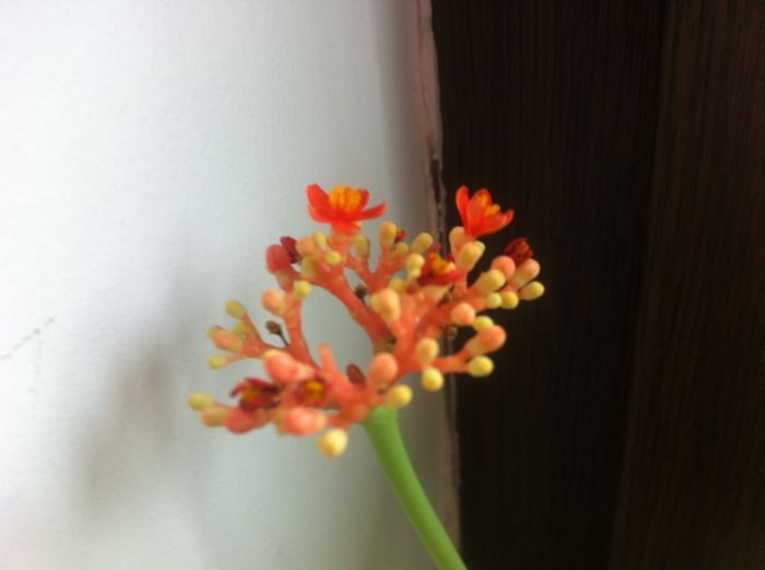 image - Flori interior