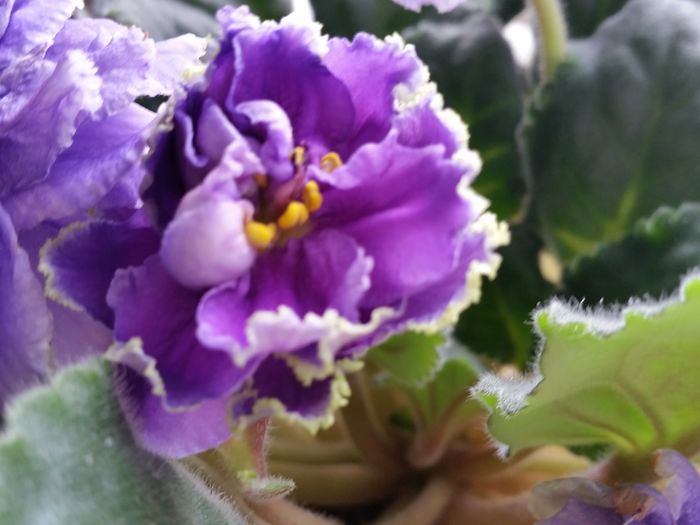  - Violete