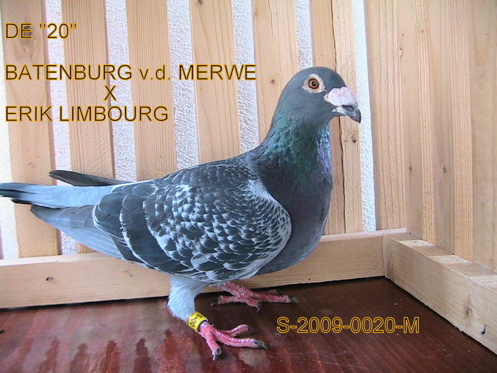 S-2009-0020-M-PRET: 250 LEI