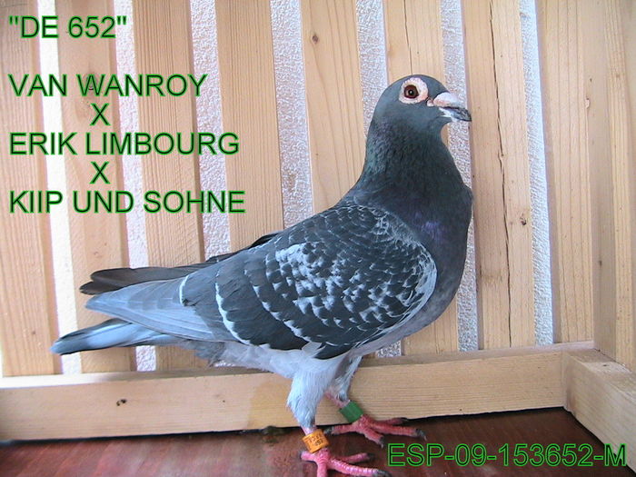 ESP-09-153652-M-PRET: 250 LEI