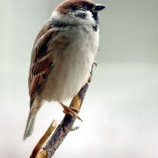 669758_5e2641bf28fb047b16802a5832b06e9a_mdsq - BIRDS