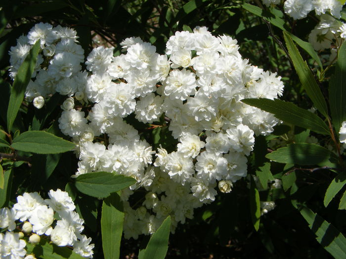 Spiraea cantoniensis Lanceata - Dor de vara