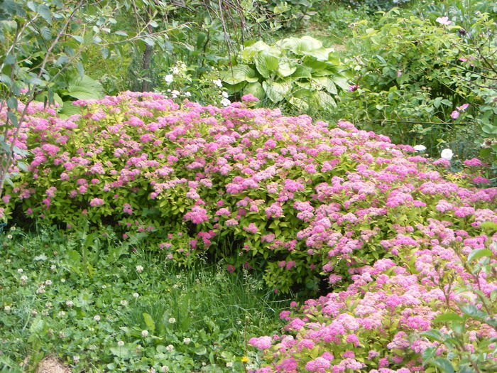 Spiraea Magic Carpet - Dor de vara