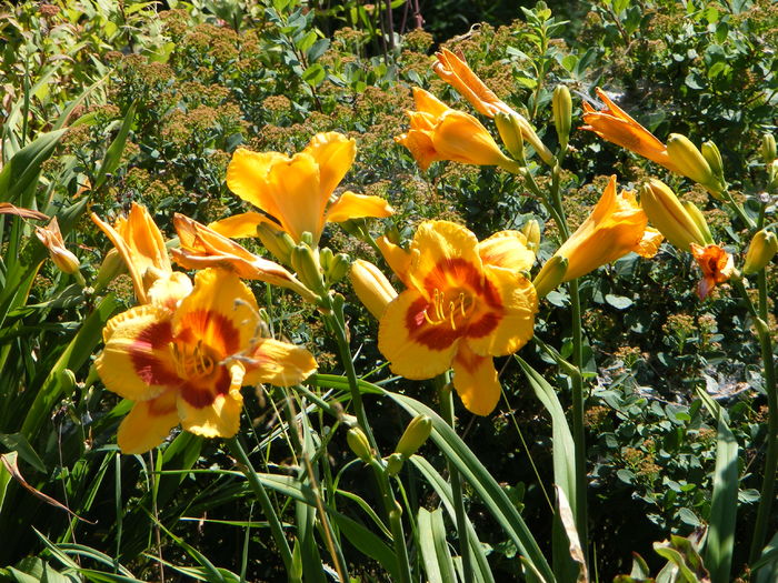 Hemerocallis Fooled Me - Dor de vara