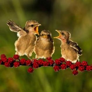 669844_a3c8291258c405722802b0d1ec500025_mdsq - BIRDS