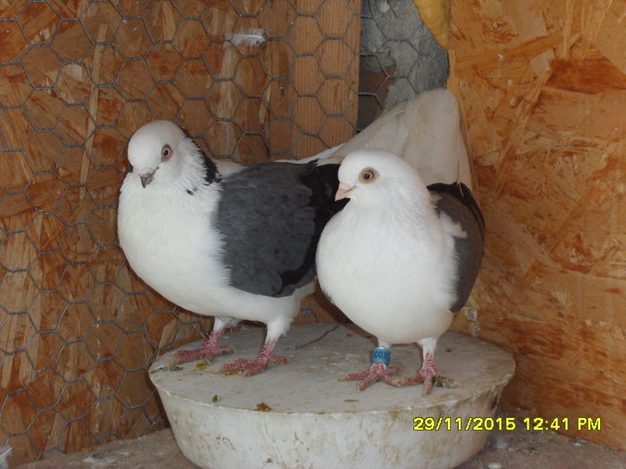 pereche de la ciprian