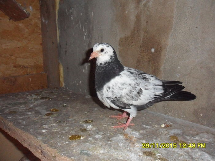 test din tippler cu jucator