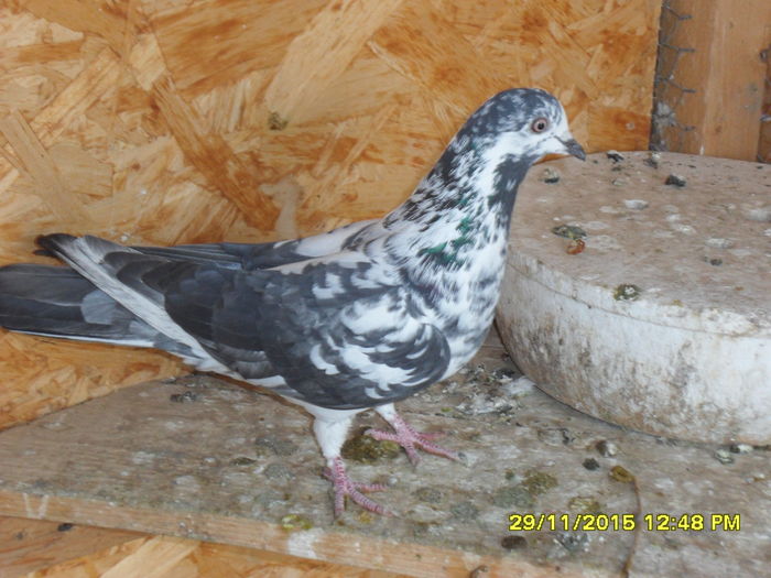 femela tippler pakistanez