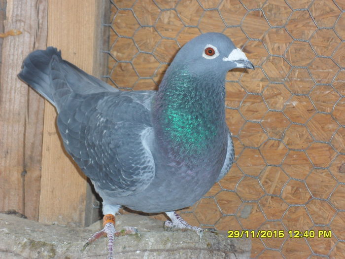 mascul bulgaria 2009