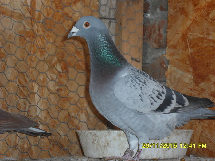 mascul IT-2013; 150 lei
