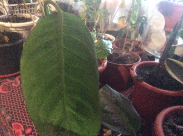 image - diverse plante de camera