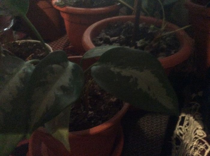 image - diverse plante de camera